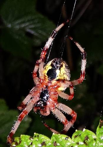 DSC00859
Фотограф: Сергей Буркацкий

Просмотров: 720
Комментариев: 0