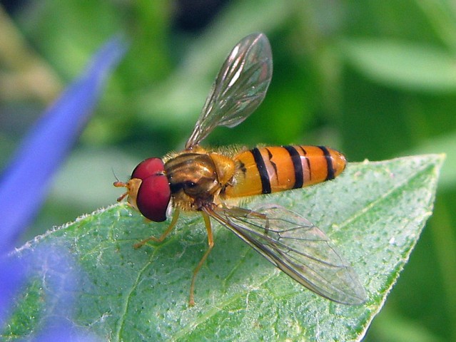 журчалка

Просмотров: 3494
Комментариев: 1