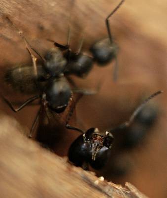 DSC05480
Фотограф: Сергей Буркацкий

Просмотров: 351
Комментариев: 0