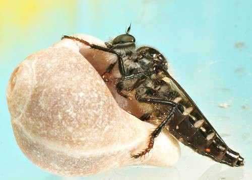 DSC02548
Фотограф: Сергей Буркацкий

Просмотров: 498
Комментариев: 0