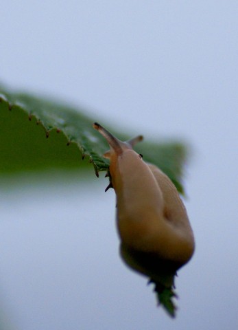 ***
Фотограф: Сергей Буркацкий

Просмотров: 925
Комментариев: 0