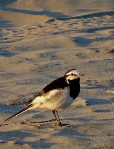 DSC04658
Фотограф: Сергей Буркацкий

Просмотров: 498
Комментариев: 0