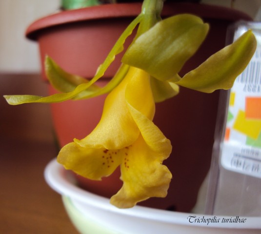 Трихопилия 
Фотограф: Fnut
Еще одна орхидея, которая цвела в мое отсутствие. Жалко только, что губа порвалась...

Просмотров: 2151
Комментариев: 5
