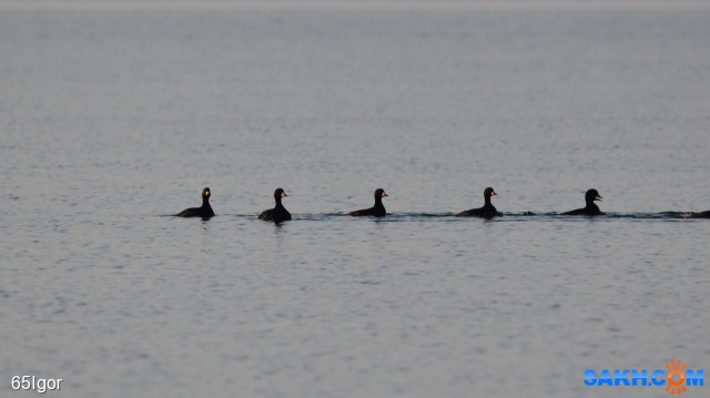 синьга американская(тихоокеанская)
14 04 18 анива

Просмотров: 1430
Комментариев: 0