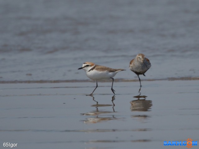 морской зуёк

Просмотров: 461
Комментариев: 0