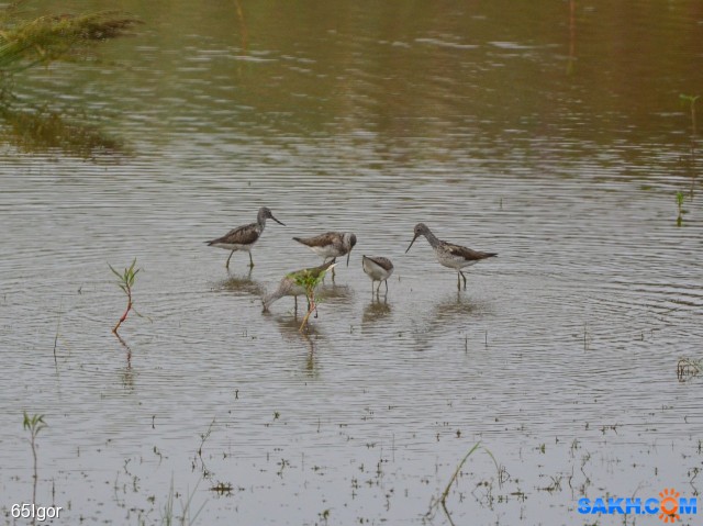 большой улит

Просмотров: 560
Комментариев: 0