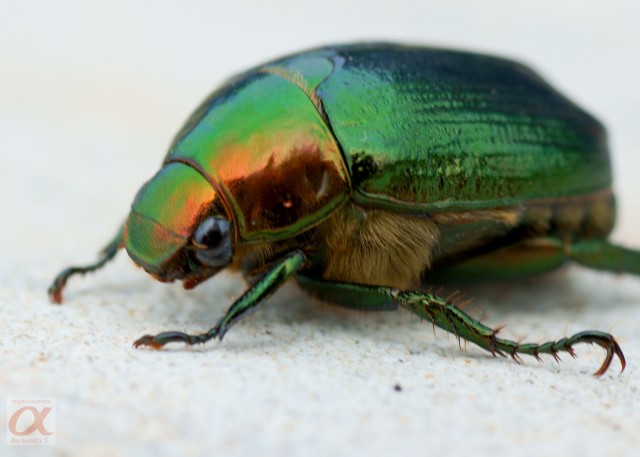 ***
Фотограф: Сергей Буркацкий

Просмотров: 973
Комментариев: 2