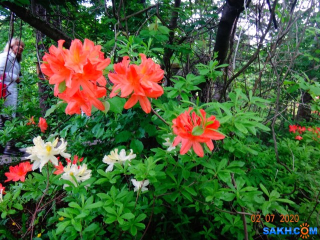 Родедендрон.

Просмотров: 481
Комментариев: 0