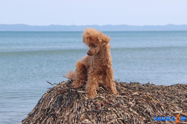 У моря

Просмотров: 636
Комментариев: 0