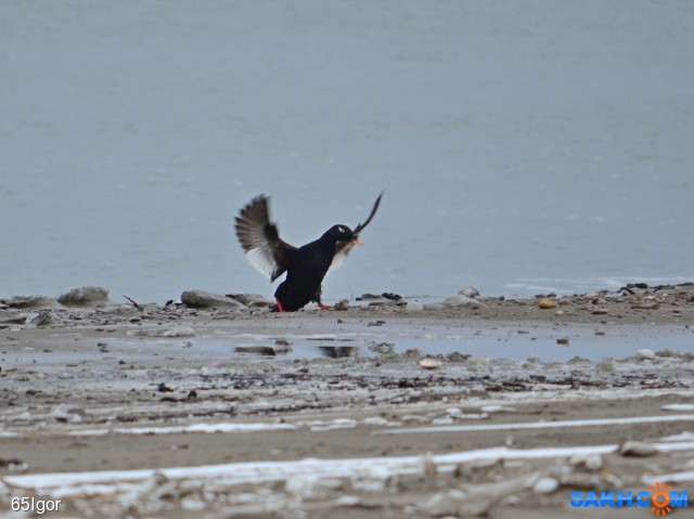 турпан обыкновенный
Анива.

Просмотров: 811
Комментариев: 0