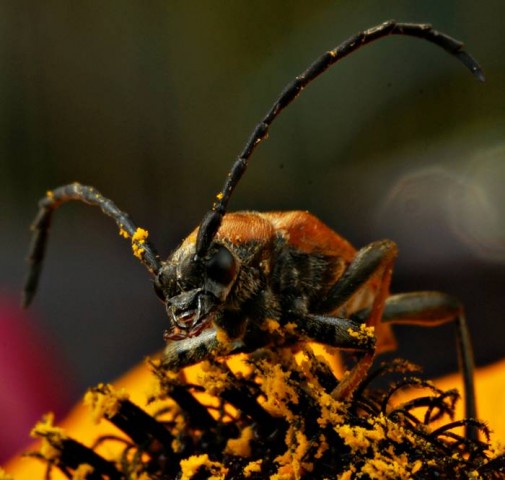 DSC02120
Фотограф: Сергей Буркацкий

Просмотров: 499
Комментариев: 1