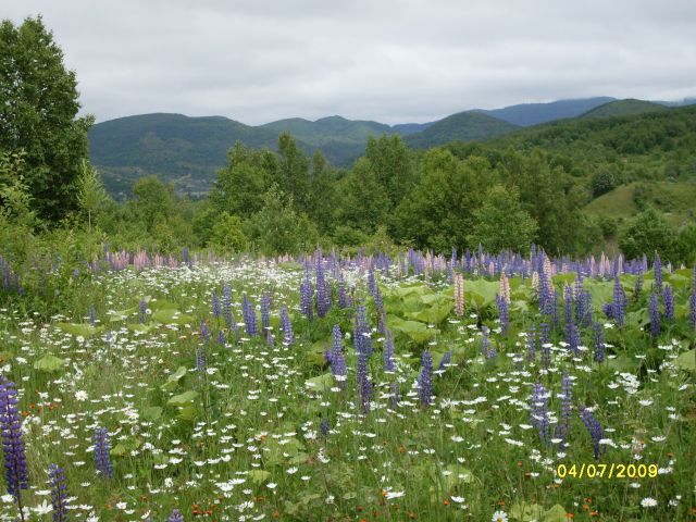 Полянка
Фотограф: Maricha

Просмотров: 1324
Комментариев: 0