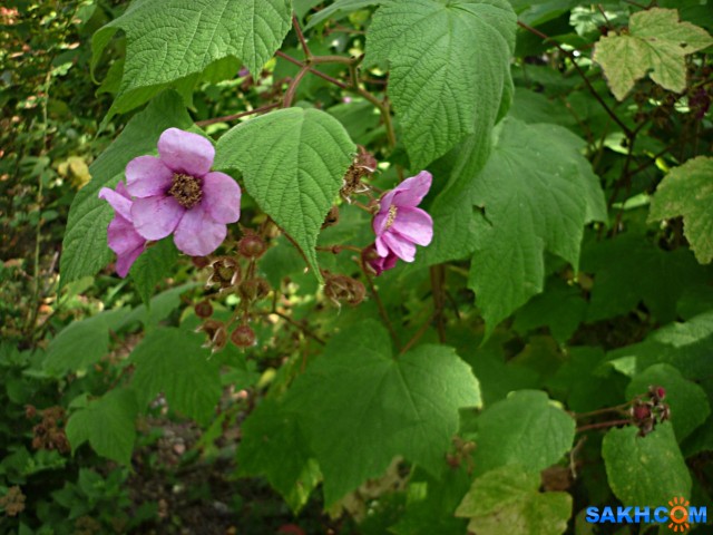 P1210814