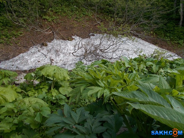 Снег в конце июня
Около тропы от Весточки на водопад Айхор, немного выше висячего моста

Просмотров: 745
Комментариев: 0
