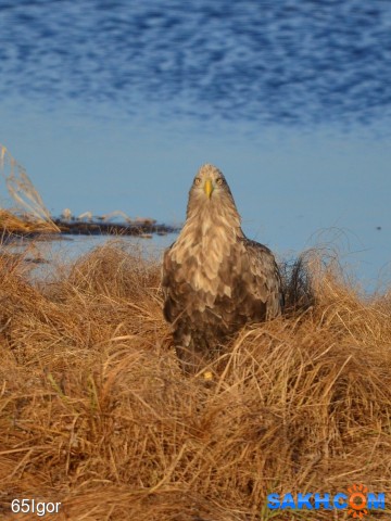 глаза в глаза

Просмотров: 623
Комментариев: 0