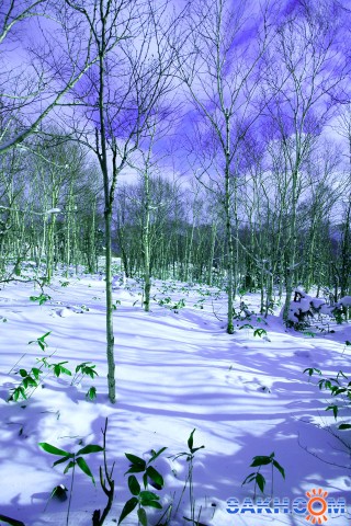 ***
Фотограф: Сергей Буркацкий
28.11.09 снега много...

Просмотров: 2569
Комментариев: 2