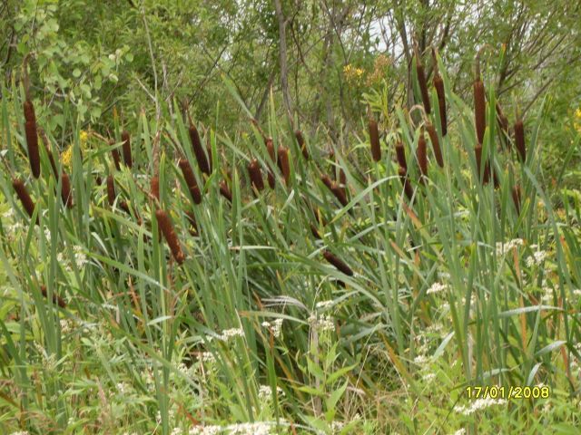 Рогоз широколистый
Фотограф: Maricha

Просмотров: 1325
Комментариев: 5