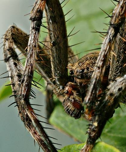 DSC02695
Фотограф: Сергей Буркацкий

Просмотров: 404
Комментариев: 0