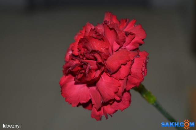 DSC_6567