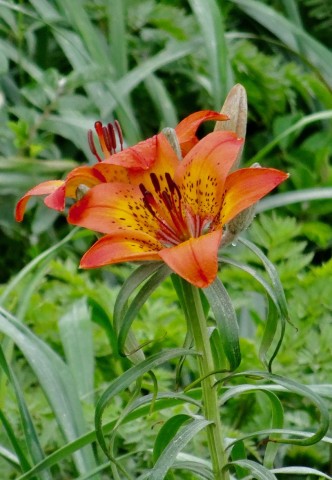 DSC04337
Фотограф: Сергей Буркацкий

Просмотров: 514
Комментариев: 0