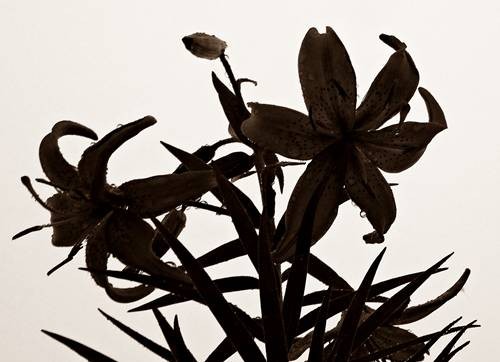 DSC00829
Фотограф: Сергей Буркацкий

Просмотров: 363
Комментариев: 0