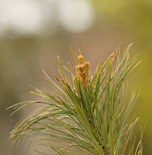 DSC04899
Фотограф: Сергей Буркацкий

Просмотров: 382
Комментариев: 0