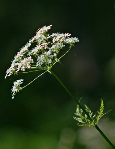 ***
Фотограф: Сергей Буркацкий

Просмотров: 957
Комментариев: 0