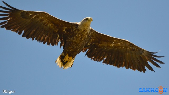 крылья

Просмотров: 642
Комментариев: 0