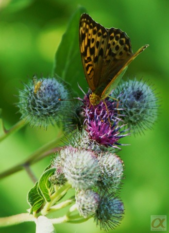 ***
Фотограф: Сергей Буркацкий

Просмотров: 610
Комментариев: 0