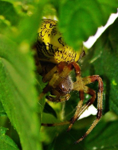 ***
Фотограф: Сергей Буркацкий

Просмотров: 706
Комментариев: 0