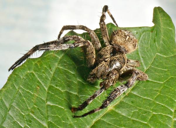 DSC02677
Фотограф: Сергей Буркацкий

Просмотров: 349
Комментариев: 0