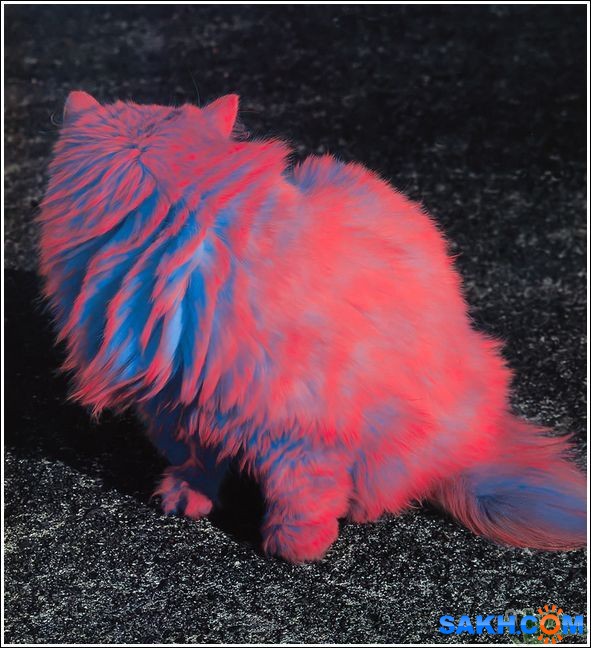 37
Фотограф: synthetic

Просмотров: 341
Комментариев: 0