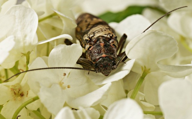 DSC00832
Фотограф: Сергей Буркацкий

Просмотров: 365
Комментариев: 0