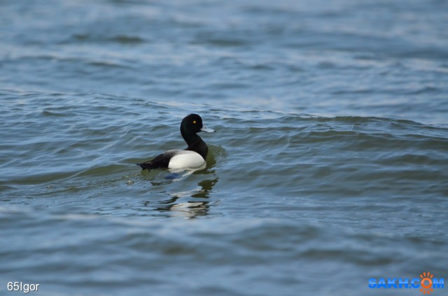 чернеть

Просмотров: 1048
Комментариев: 0