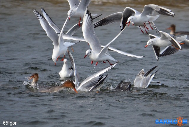 рыбаки
протока в охотском

Просмотров: 907
Комментариев: 0