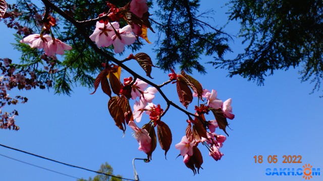 DSC09467
Сакура цветёт.

Просмотров: 257
Комментариев: 0