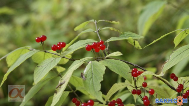 ***
Фотограф: Сергей Буркацкий

Просмотров: 1260
Комментариев: 0