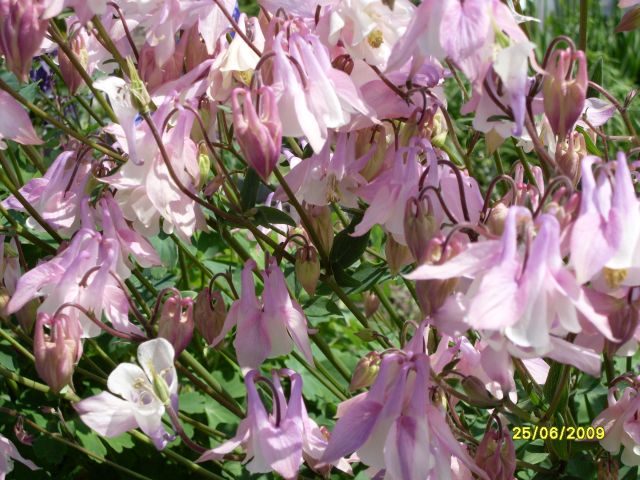 Вобозбор розовый
Фотограф: Maricha

Просмотров: 1366
Комментариев: 0