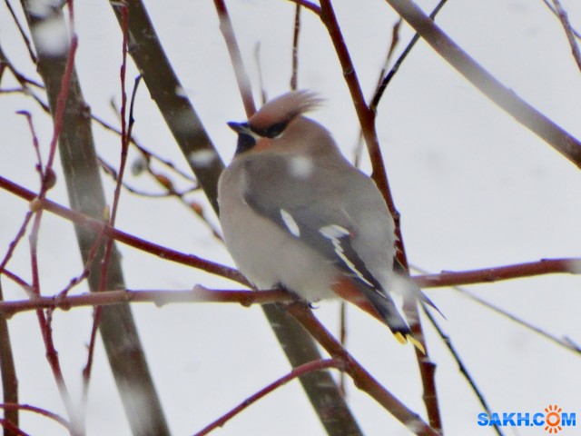 Свиристель

Просмотров: 926
Комментариев: 3