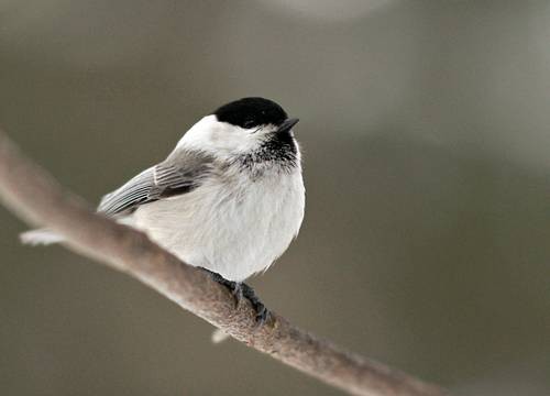 Фото 1119
Фотограф: Сергей Буркацкий

Просмотров: 305
Комментариев: 0
