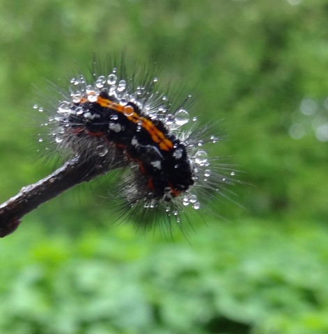 DSC01647
Фотограф: Сергей Буркацкий

Просмотров: 757
Комментариев: 0