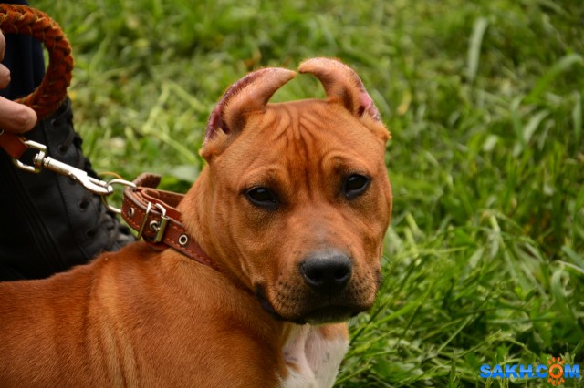 DSC_0047 (1280x853)
Фотограф: Vitus

Просмотров: 383
Комментариев: 0