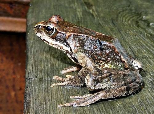 DSC03512
Фотограф: Сергей Буркацкий

Просмотров: 453
Комментариев: 0