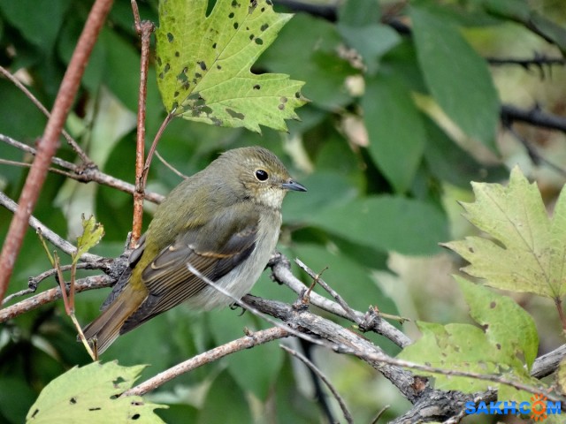 Японская мухоловка

Просмотров: 686
Комментариев: 3