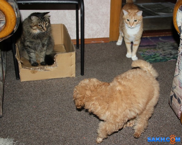 Воспитатели

Просмотров: 806
Комментариев: 0