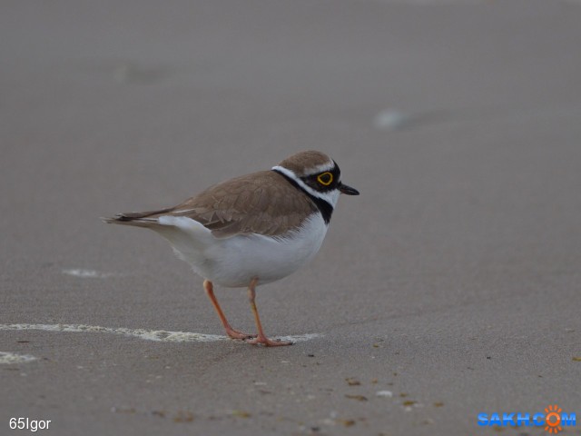 малый зуёк

Просмотров: 467
Комментариев: 0