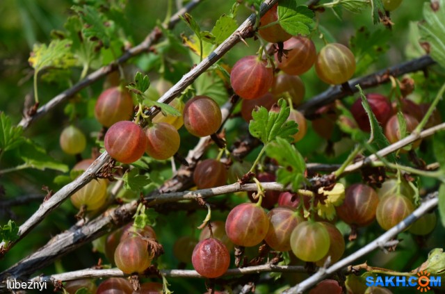 Крыжовник
Фотограф: NIK

Просмотров: 694
Комментариев: 0