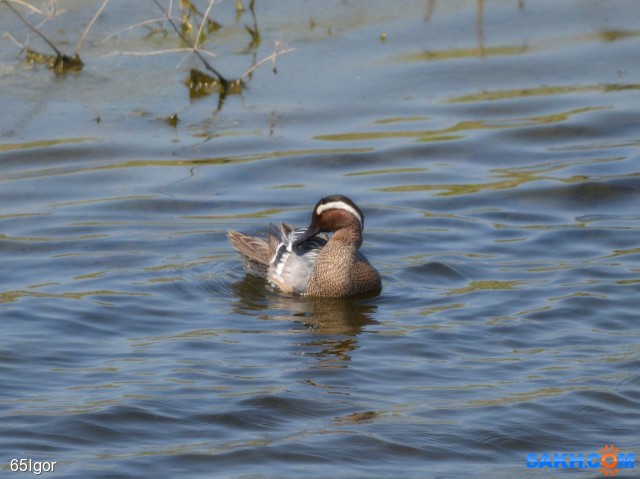 чирок трескунок
сахалин, корсаковский р-н

Просмотров: 431
Комментариев: 0