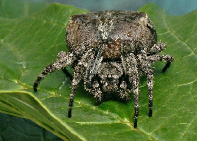 DSC02716
Фотограф: Сергей Буркацкий

Просмотров: 525
Комментариев: 0