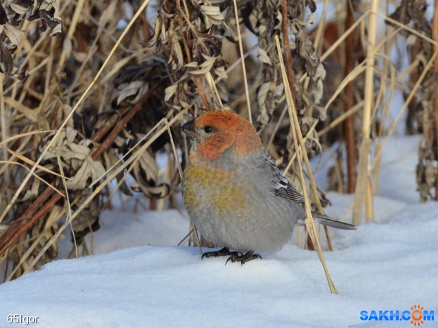 щщур

Просмотров: 463
Комментариев: 0